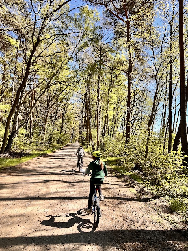 Trasa rowerowa wśród sosen w Dębkach blisko pensjonatu