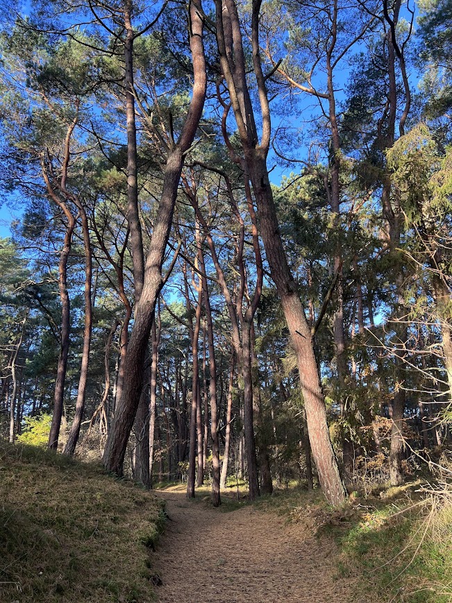 Piaszczysta ścieżka rowerowa prowadząca przez wysoki sosnowy las w Dębkach.