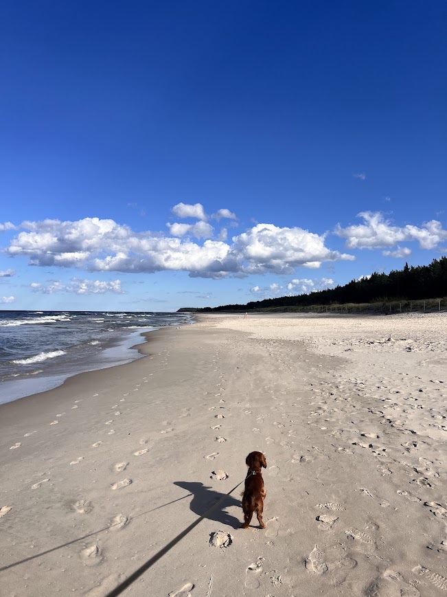 zeroka, pusta plaża w Dębkach poza sezonem idealna na długi spacer z psem
