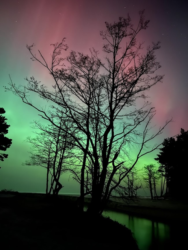 Artystyczna pionowa fotografia zorzy polarnej w Dębkach poza sezonem, z czarną sylwetką drzewa na tle intensywnie zielonego i różowego nocnego nieba
