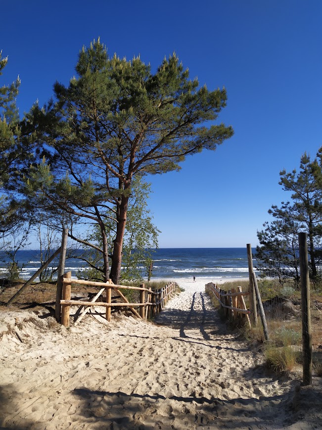 Malownicze, piaszczyste wejście na plażę przez sosnowy las w Dębkach nad morzem