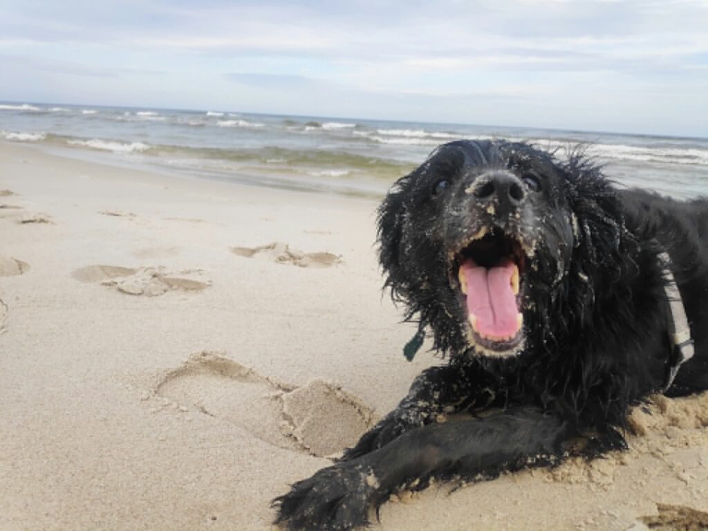 Radosny czarny pies odpoczywający na piaszczystej plaży w Dębkach