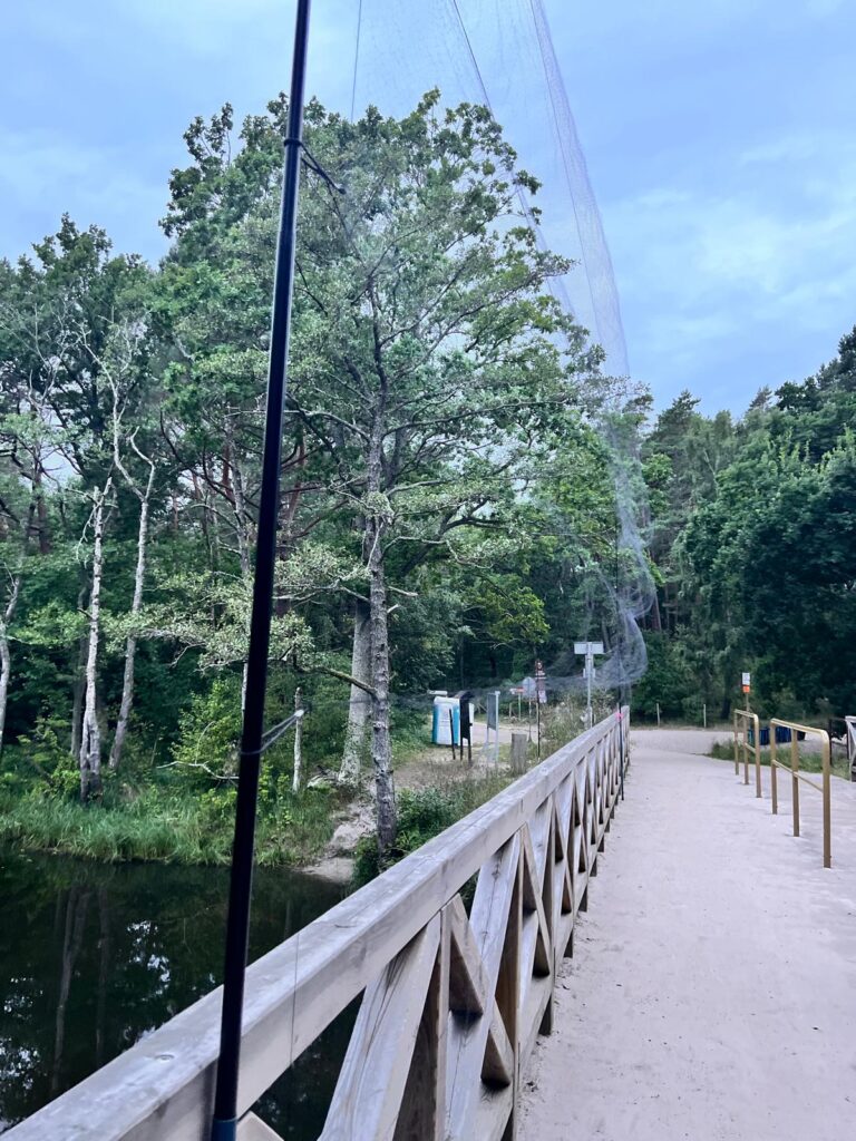 Specjalistyczna sieć mistnetowa rozstawiona przez Nadmorski Park Krajobrazowy do bezpiecznego odłowu nietoperzy w Dębkach