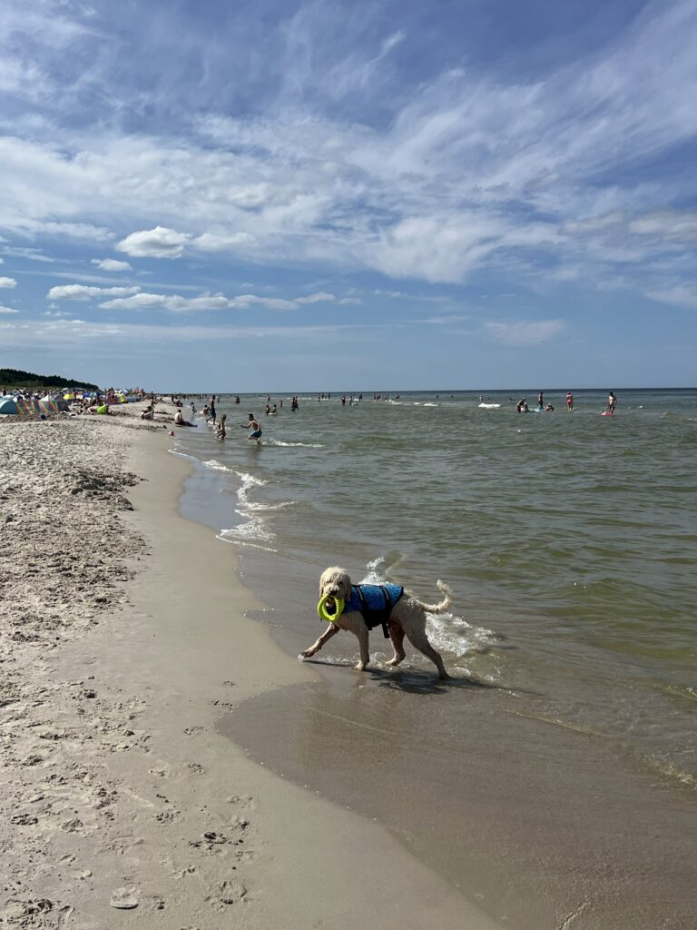 Szczęśliwy pies w kamizelce ratunkowej bawi się na oficjalnej psiej plaży przy wejściu nr 18 w Dębkach